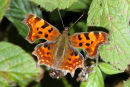 06-9653 Comma Butterfly (Polygonia c-album) Feeding on Blackberry Fruit